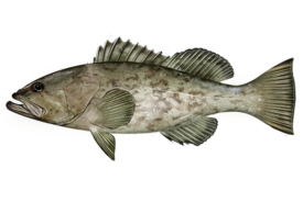 640x427 Grouper Gag NOAAFisheries e1772822477261