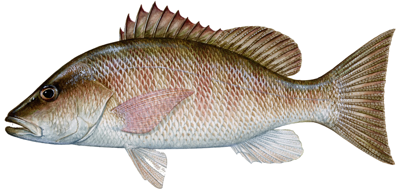 gray mangrove snapper narrower